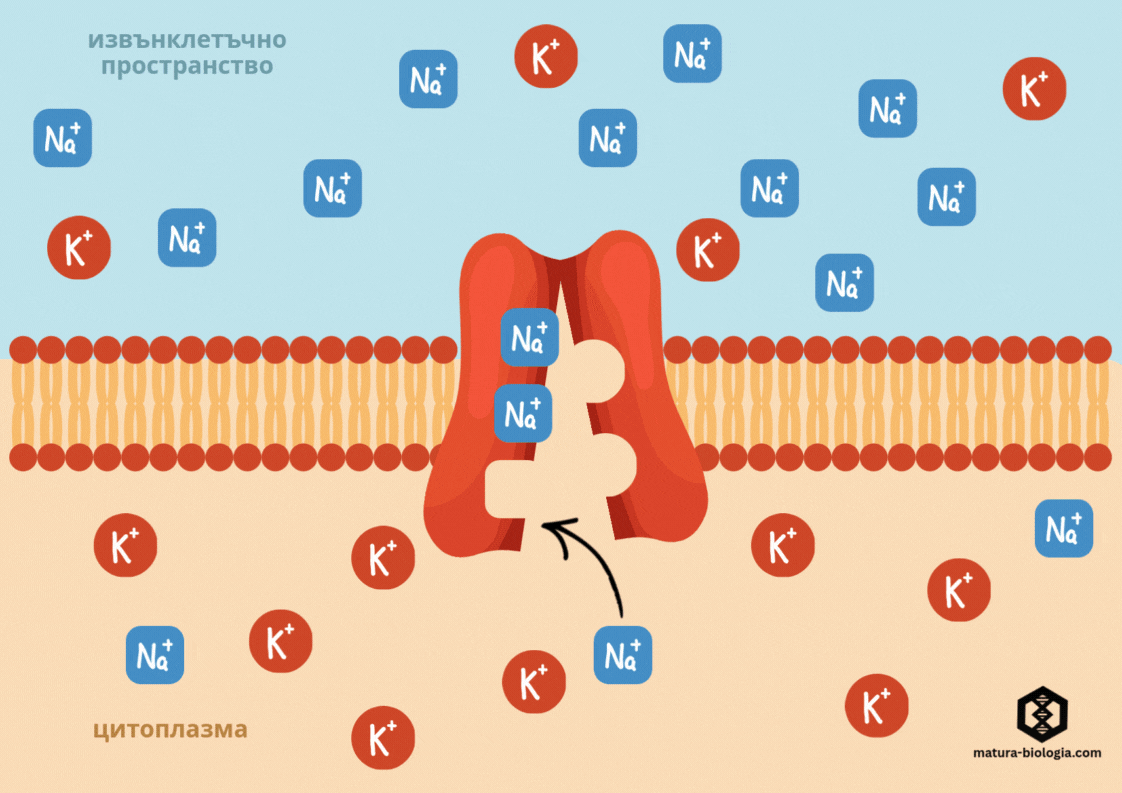 Анимация на калиево-натриевата помпа – активен транспорт на Na⁺ и K⁺ йони с разход на АТФ
